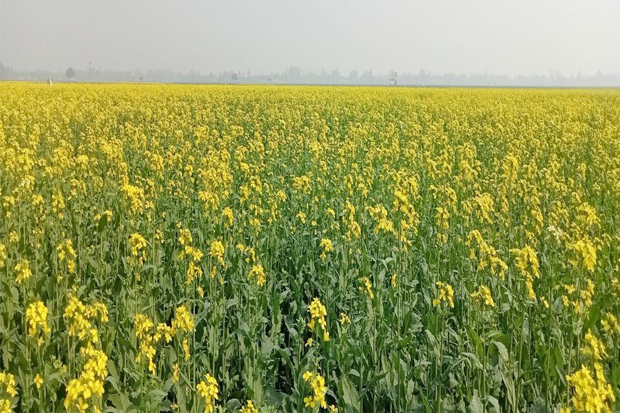 হরিপুরে সরিষার বাম্পার ফলন