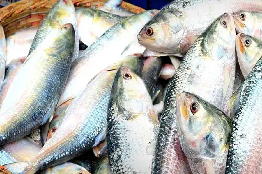 পহেলা বৈশাখ ঘিরে ইলিশের বাজারে সিন্ডিকেট, কারসাজিতে দামে অস্থিরতা