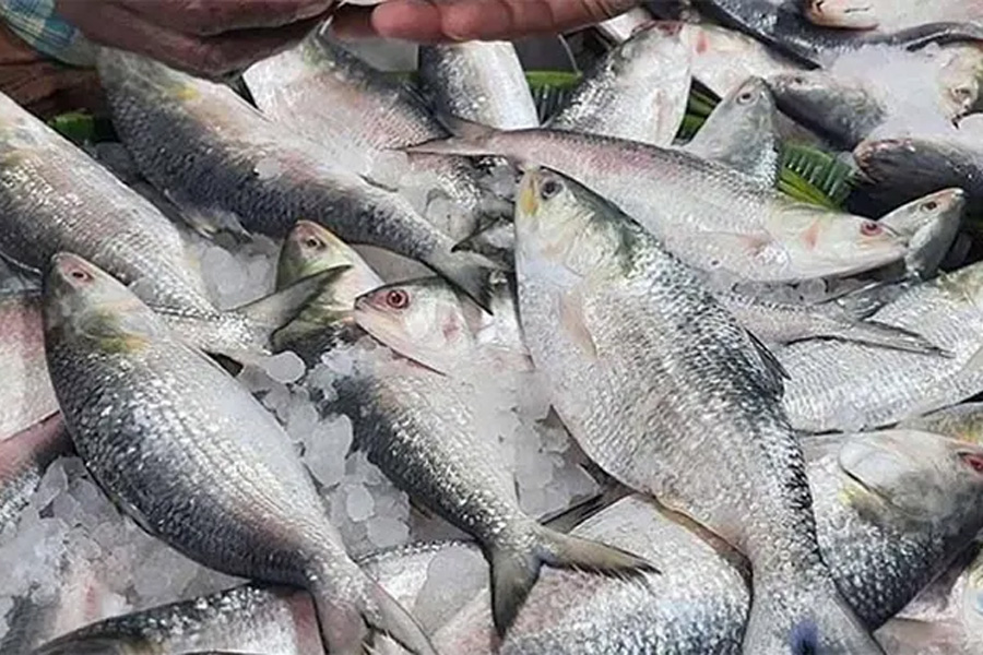 পদ্মার রুপালি ঢেউয়ে কলকাতার বাজারে উল্লাস ও সংশয়