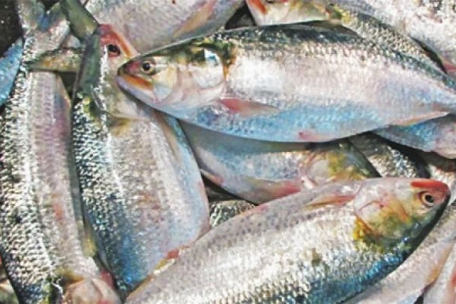 কলকাতায় যে দামে বিক্রি হচ্ছে বাংলাদেশের ইলিশ
