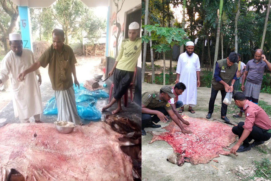 হরিপুরে কোরবানির পশুর চামড়া সংরক্ষণ সম্পন্ন