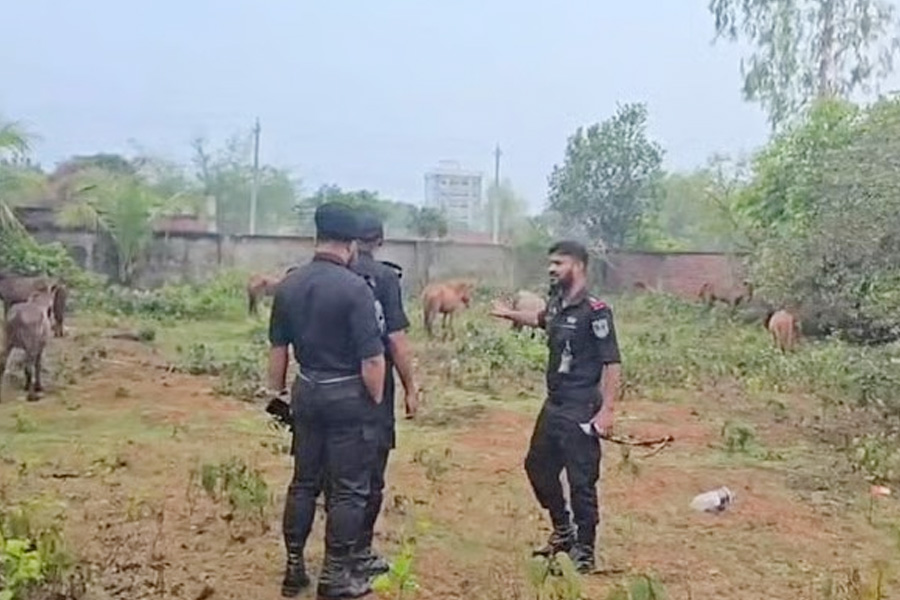 গরুর নামে ঘোড়ার মাংস বিক্রি, ২০ ঘোড়া উদ্ধার