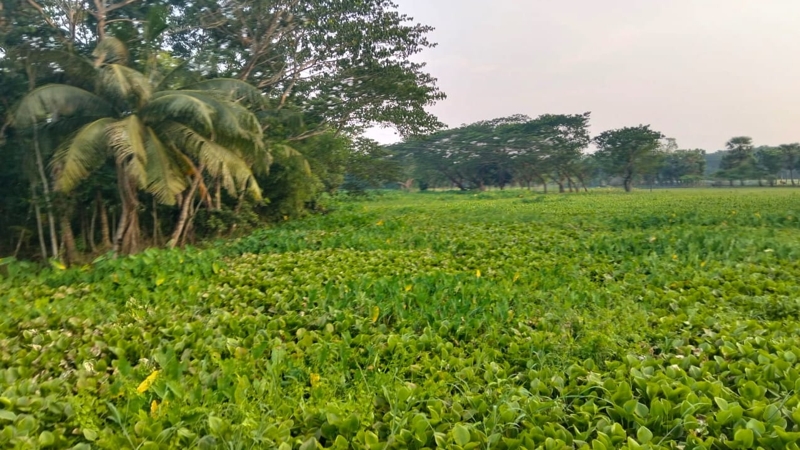 বেতাগীর কাবিল আকন খাল কচুরিপানায় বন্ধ ভোগান্তিতে এলাকাবাসী