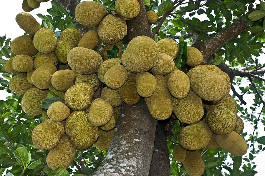 বাংলাদেশের জাতীয় ফল কাঁঠাল এখন শুধু মৌসুমি ফল নয়, বহুমুখী খাদ্যপণ্য হিসেবেও জনপ্রিয় হয়ে উঠছে। ছবি: সংগৃহীত