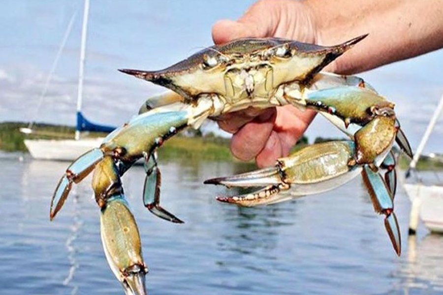 সুন্দরবনে কাঁকড়া আহরণে ২ মাসের নিষেধাজ্ঞা