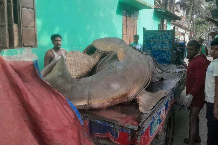 ঝালকাঠিতে ধরা পড়ল দানবাকৃতির ‘খটক মাছ’, আড়াই লাখ টাকায় বিক্রি