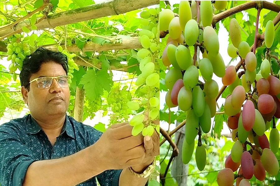 কুড়িগ্রামে বিদেশি আঙ্গুর চাষে ব্যাংক কর্মকর্তার চমকপ্রদ সাফল্য