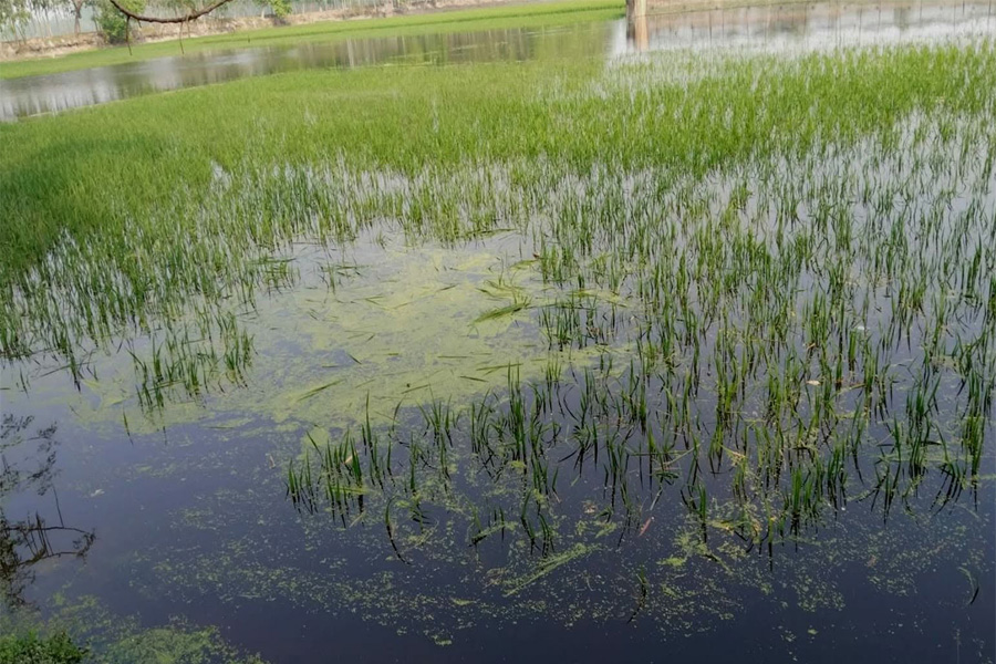 রাজারহাটে চৈত্রের বৃষ্টিতে বোরো ফসল পানির নিচে, বিপাকে কৃষক