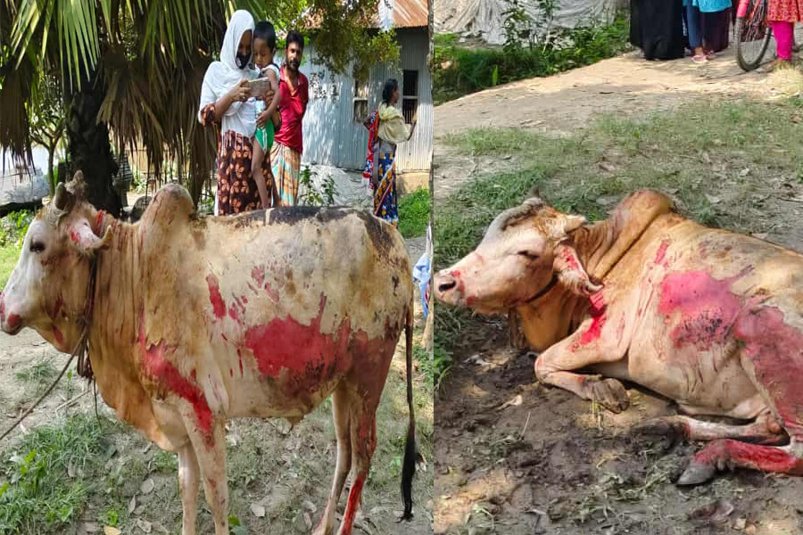 কুমারখালীতে প্রতিশোধে গোয়ালঘরে আগুন, দগ্ধ ২ গরু