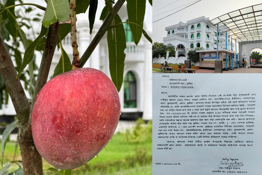 কুমারখালীতে লাখ টাকার আম গাছ চুরি, থানায় অভিযোগ