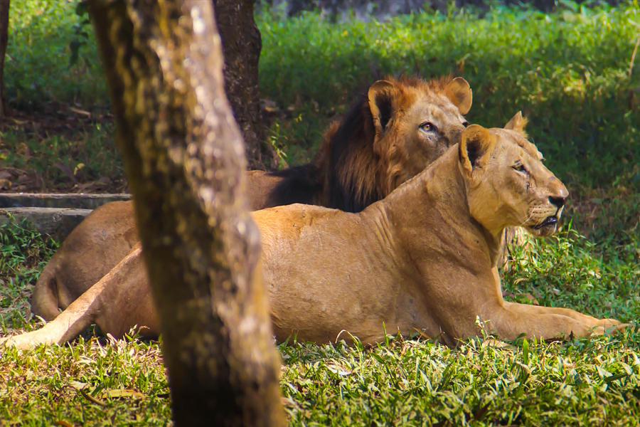 খাঁচা থেকে পালাল সিংহ, নিয়ন্ত্রণের চেষ্টা কর্তৃপক্ষের