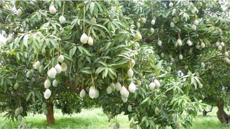 রাজশাহীতে ২ হাজার কোটি টাকার আম বাণিজ্যের প্রত্যাশা