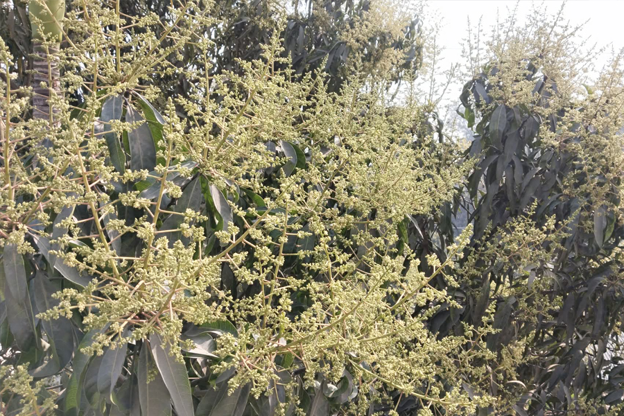 আমের মুকুলে সোনালী স্বপ্ন বুনছে রাজশাহীর চাষীরা