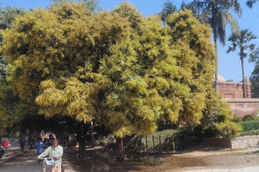 বাঘায় গাছে গাছে সুরভিত মুকুল, পরিচর্যায় ব্যস্ত কৃষক