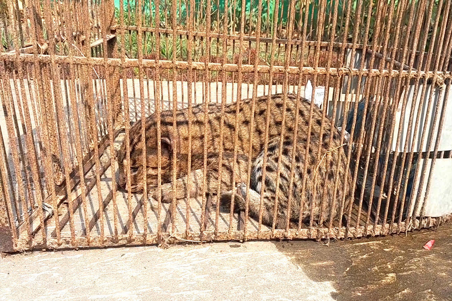 নেত্রকোনায় আহত অবস্থায় মেছো বাঘ উদ্ধার