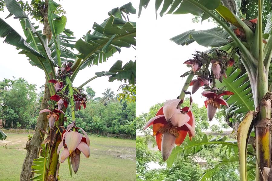 ছবি: ভিওডি বাংলা