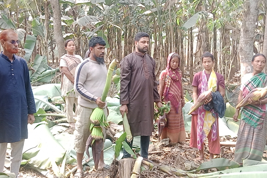 ৩০ লাখ টাকার কলাবাগান কেটে সাবাড়, খালুর বিরুদ্ধে প্রতারণার অভিযোগ