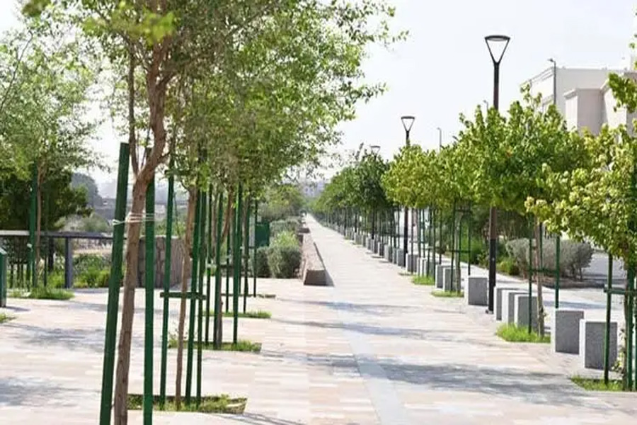 মরুভূমি সবুজ করতে সৌদিতে হাজার হাজার গাছ