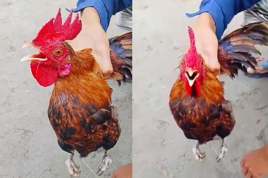 মোরগের কণ্ঠে আল্লাহর নাম, এলাকাজুড়ে চাঞ্চল্য