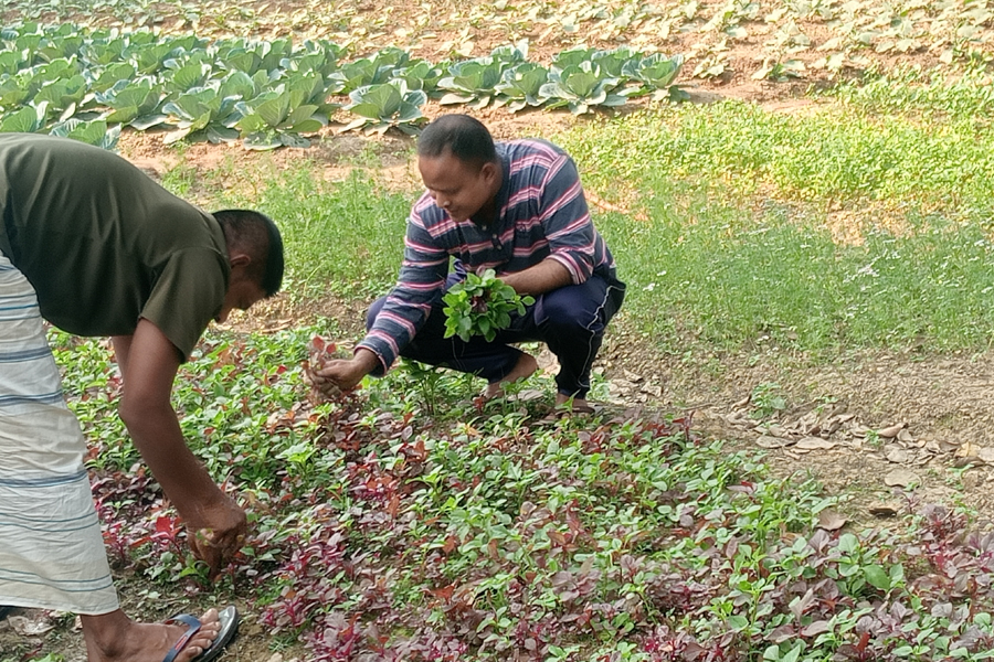 নবাবগঞ্জে পতিত জমিতে বিষমুক্ত সবজি চাষ