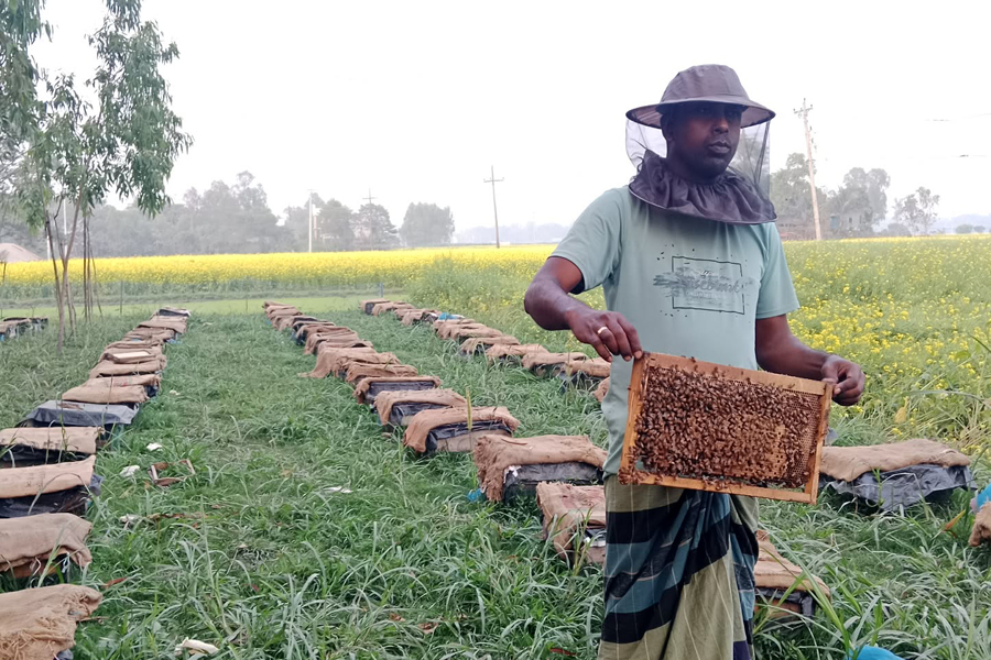 নাগরপুরের মাঠ যেন হলুদ চাদরে ঢাকা, ব্যস্ত মৌয়াল