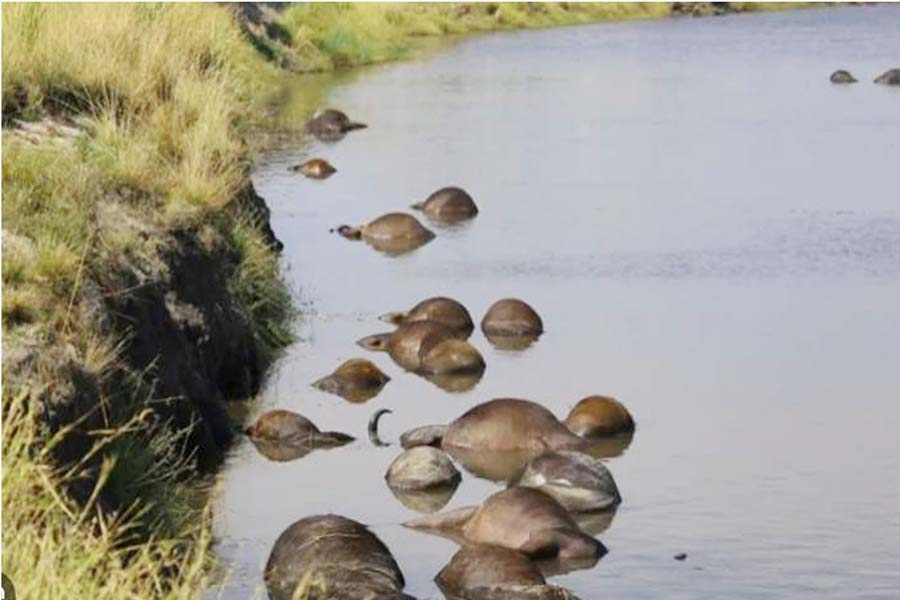 সিংহের তাড়া খেয়ে নামিবিয়ায় ৯০ মহিষের মৃত্যু