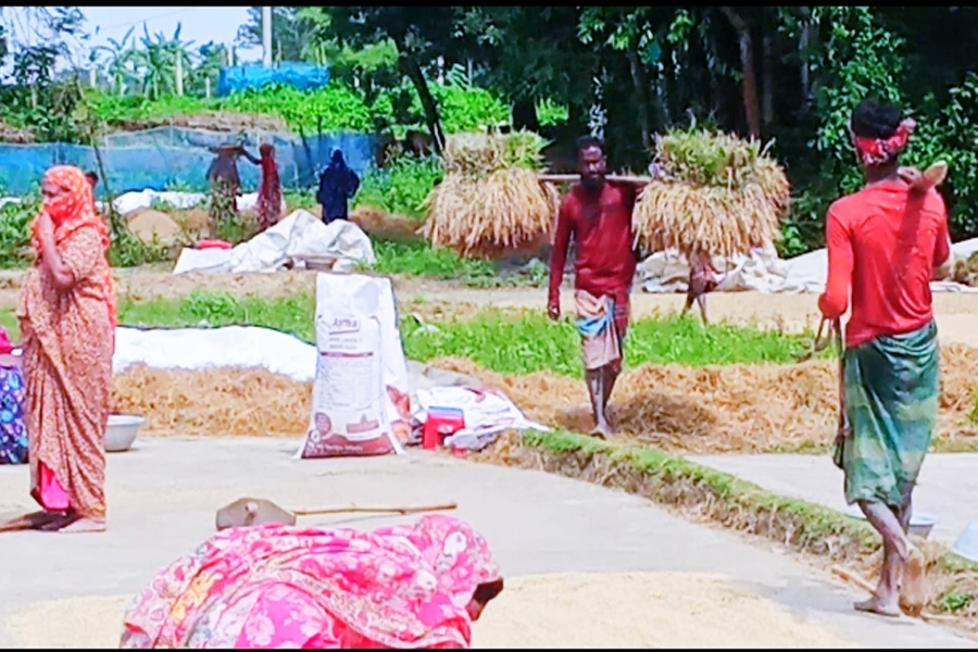 নেত্রকোণায় ১ সপ্তাহ পর রোদ, ধান শুকাতে মাঠে ব্যস্ত কৃষক পরিবার