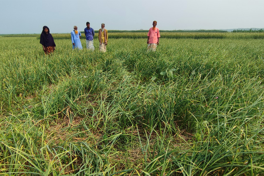 চাটমোহরে কৃষকের তরমুজের গাছ উপড়ে ফেলার অভিযোগ