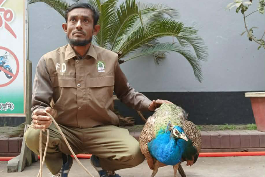 কুড়িগ্রামে আহত অবস্থায় বিরল প্রজাতির ময়ূর উদ্ধার