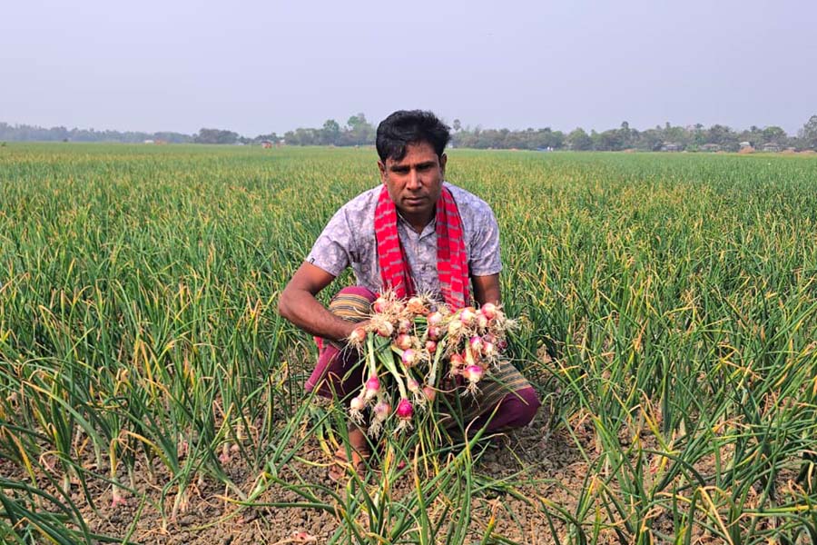পাবনায় বিষ প্রয়োগে ৬ বিঘা জমির পেঁয়াজ নষ্ট