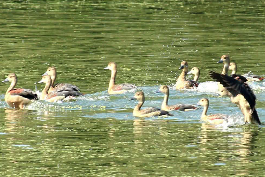 পরিযায়ী পাখির কলতানে মুখর রাজশাহী বিশ্ববিদ্যালয়