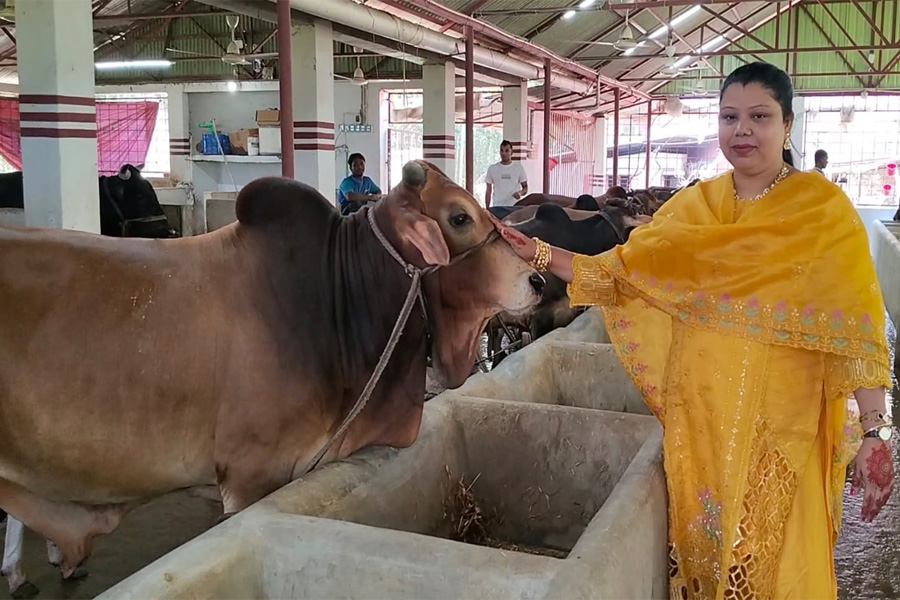 রাজাপুরের নারী উদ্যোক্তা ইলার ১ গরু থেকে ৬০ গরুর খামার