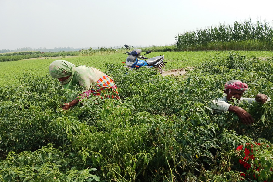 মরিচ–পেঁয়াজে বড় লোকসানে রাজারহাটের কৃষকরা