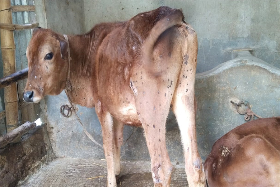 রাজারহাটে ১ মাসে ২শ’ গরুর মৃত্যু, আতঙ্কে খামারিরা