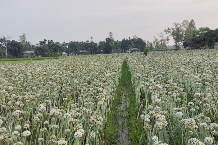 রাজারহাটে পিয়াজ বীজে কৃষকের নতুন সম্ভাবনা