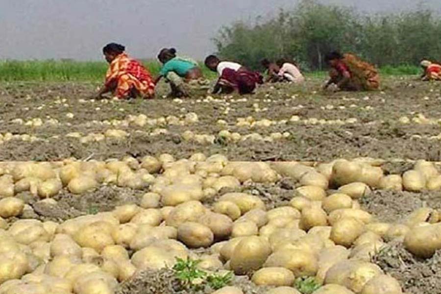 রাজশাহী তানোরে এ বছরও লোকসানে আলু চাষিরা