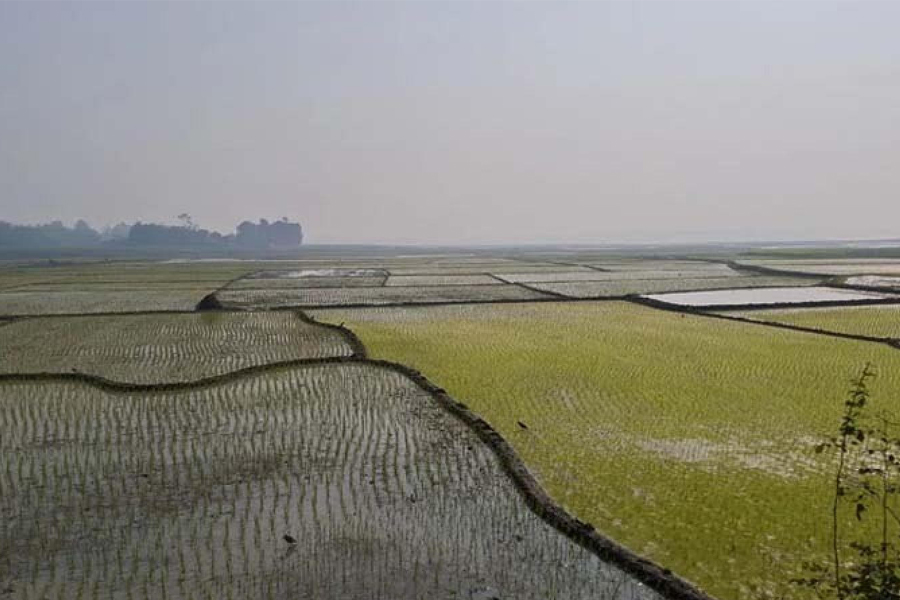 রাজশাহীতে বোরোর উৎপাদনের লক্ষ্যমাত্রা ৩ লাখ টন