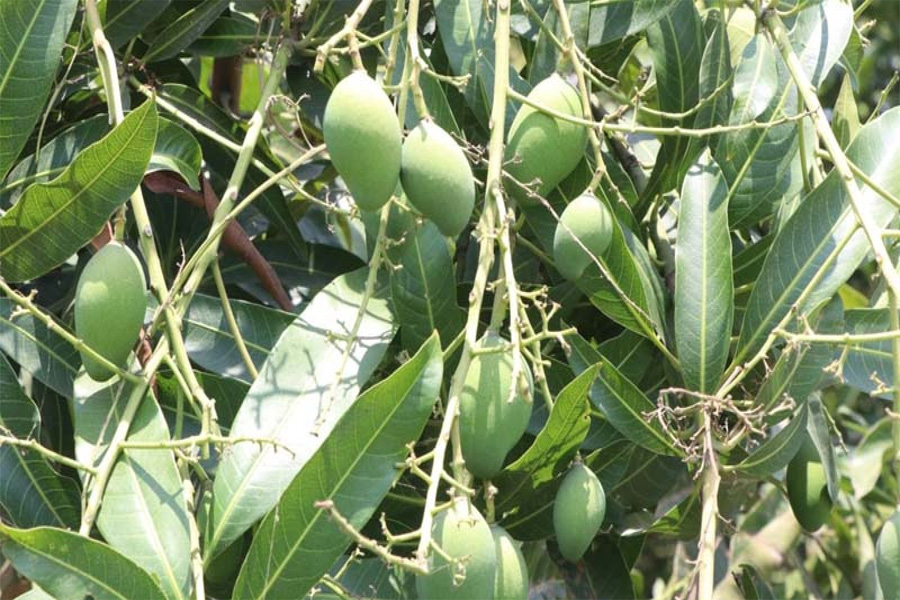রাজশাহী অঞ্চলে আমের ভালো ফলনের আশা