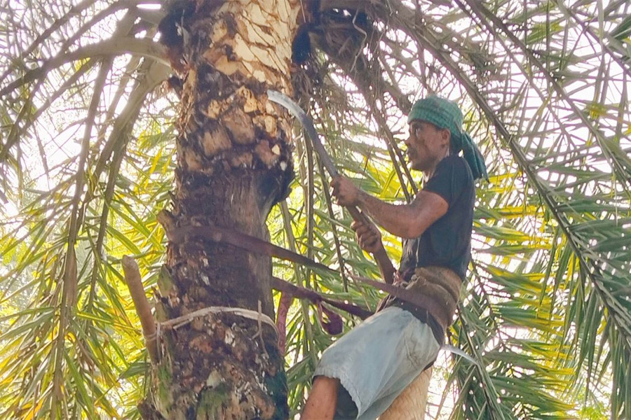 রাজশাহী বরেন্দ্র অঞ্চলে খেজুর রস সংগ্রহে গাছিদের প্রস্তুতি