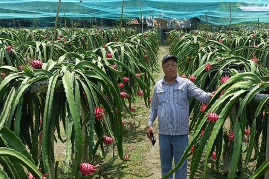 রাজশাহী মোহনপুরে ড্রাগন চাষে সফলতার দুয়ার