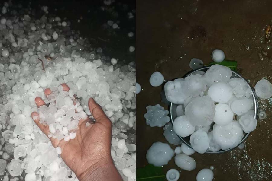 ভাঙ্গুড়ায় শিলাবৃষ্টিতে ফসলের ব্যাপক ক্ষতি