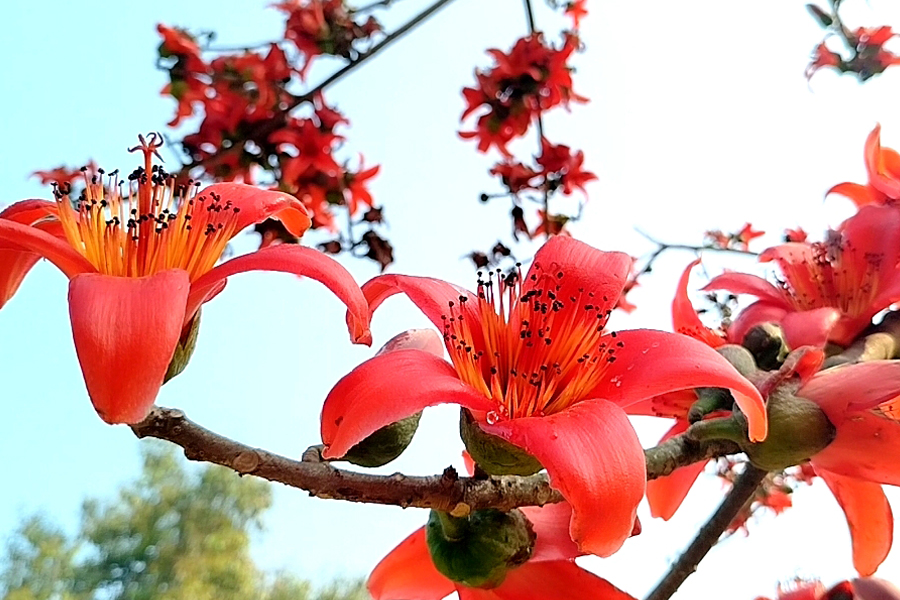 কুড়িগ্রামে শিমুল পলাশের রঙে ফাগুনে অপরূপ সৌন্দর্য ছড়াচ্ছে