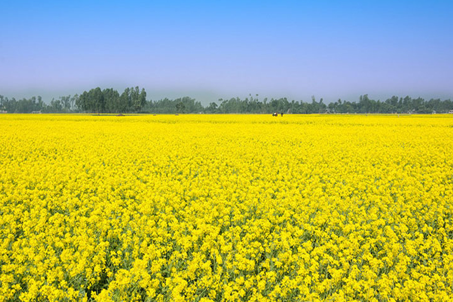 সরিষার আবাদে বদলে যাচ্ছে গোদাগাড়ীর ফসলি মাঠ