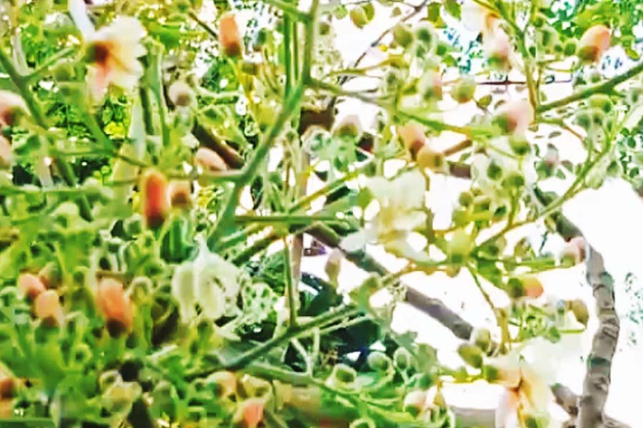 ফুলের ভারে নুয়ে পড়ছে সজনে ডাল, হরিপুরে অকাল বসন্তের দোলা