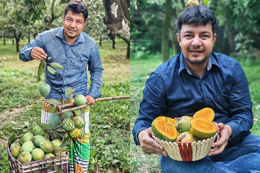 আমের ভুয়া অর্ডার দিত জামায়াতের লোকজন