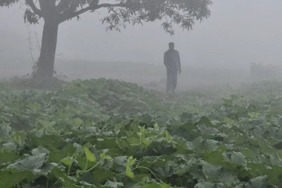 চৈত্র মাসে পৌষের কুয়াশা, দু:চিন্তায় কৃষক
