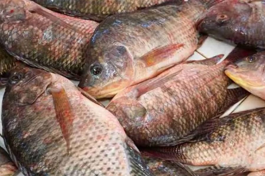 তেলাপিয়া মাছ খেলে কি সত্যিই বিপদ