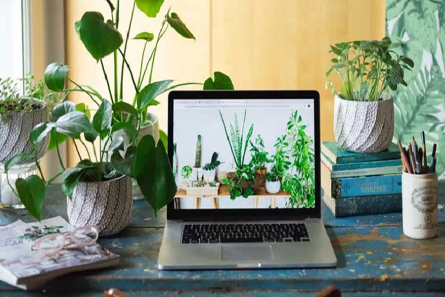অফিসের ডেস্কে গাছ রাখুন