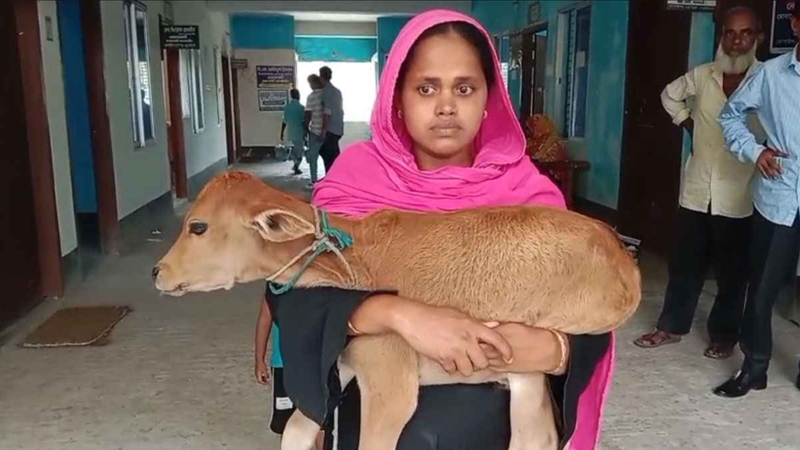 গরু নিয়ে গেলেন বিএনপি নেতা, বাছুর নিয়ে আদালতে নারী