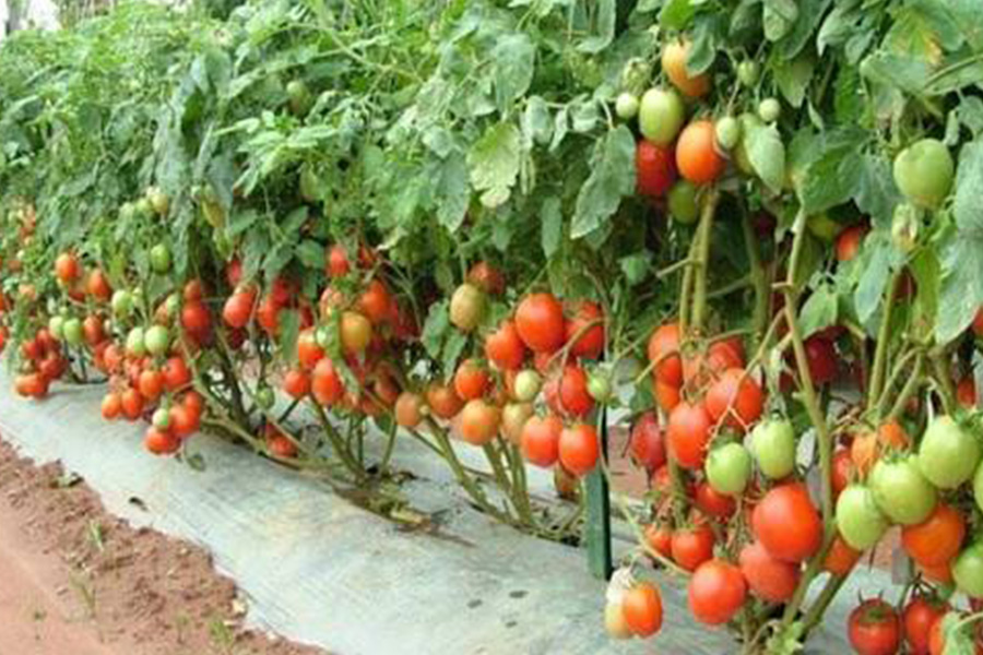 বাঁশখালীতে আগাম টমেটোর বাম্পার ফলন